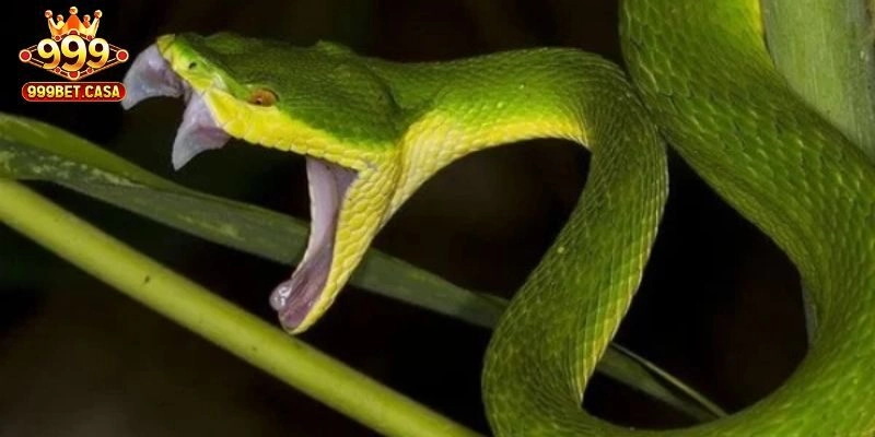 Bạch xà tấn công trong chiêm bao – 88 - 99